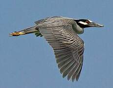 Yellow-crowned Night Heron