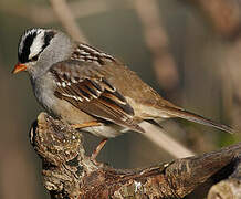 White-crowned Sparrow