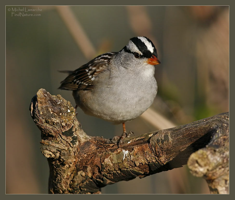 Bruant à couronne blanche