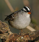 White-crowned Sparrow