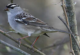 White-crowned Sparrow