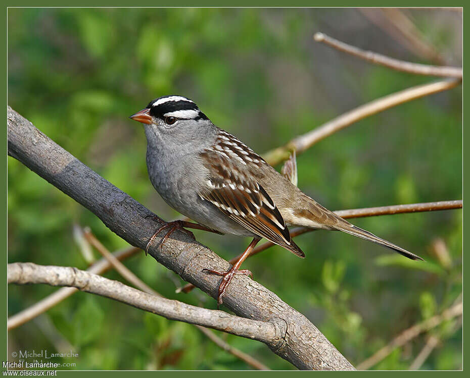 White-crowned Sparrowadult breeding, identification, Behaviour