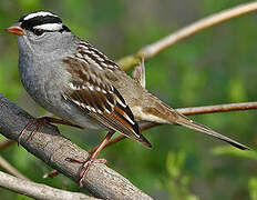 White-crowned Sparrow