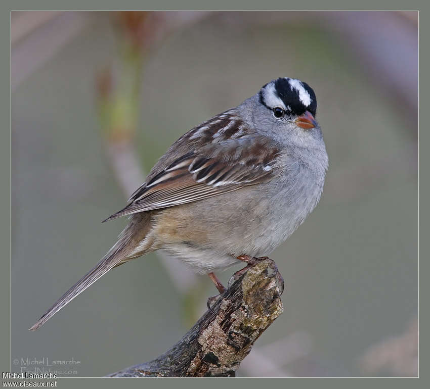 White-crowned Sparrowadult breeding, pigmentation