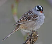 White-crowned Sparrow