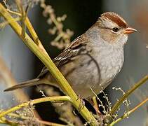 White-crowned Sparrow