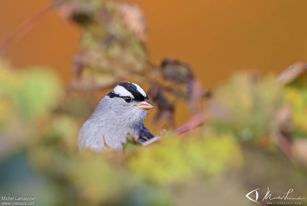 White-crowned Sparrowadult, close-up portrait