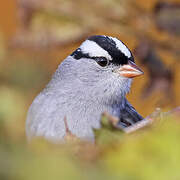 White-crowned Sparrow