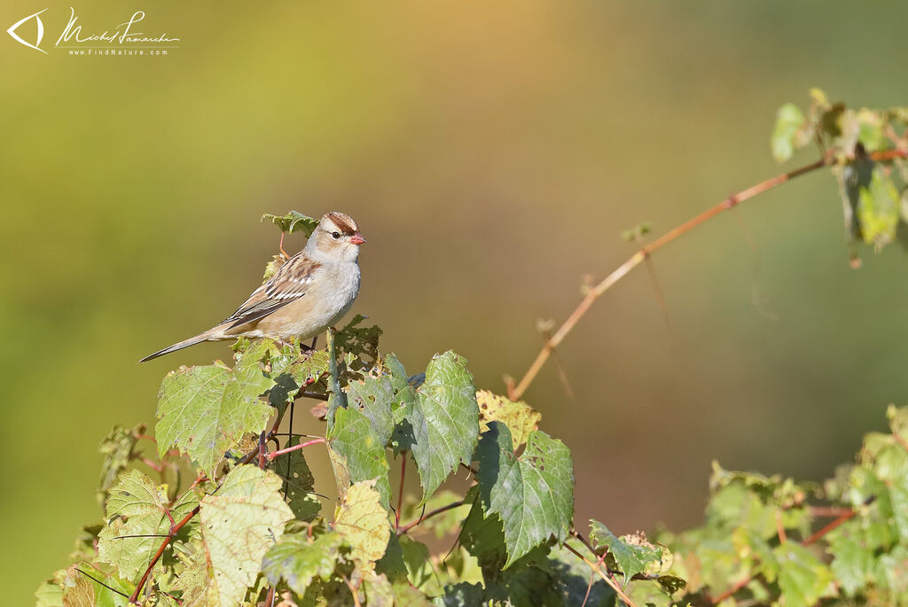 Bruant à couronne blanche