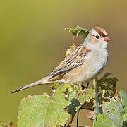 White-crowned Sparrow