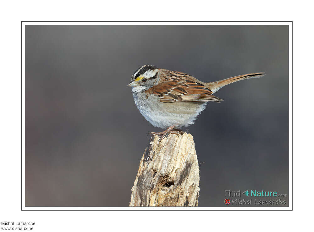 White-throated Sparrowadult breeding, pigmentation