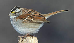 White-throated Sparrow