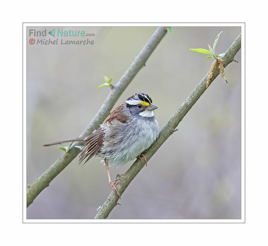 White-throated Sparrow