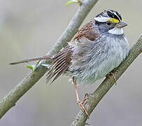 White-throated Sparrow