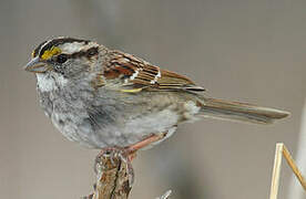 White-throated Sparrow