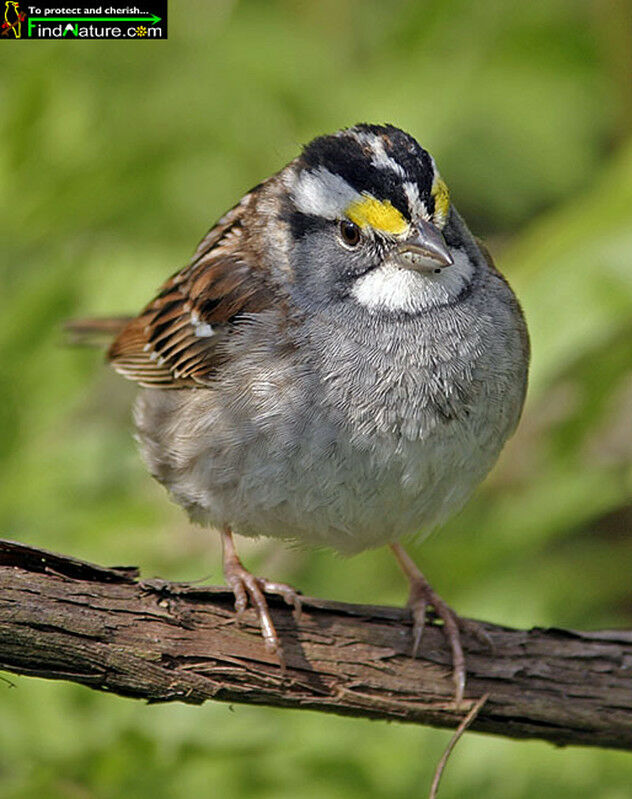 White-throated Sparrow