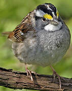 White-throated Sparrow