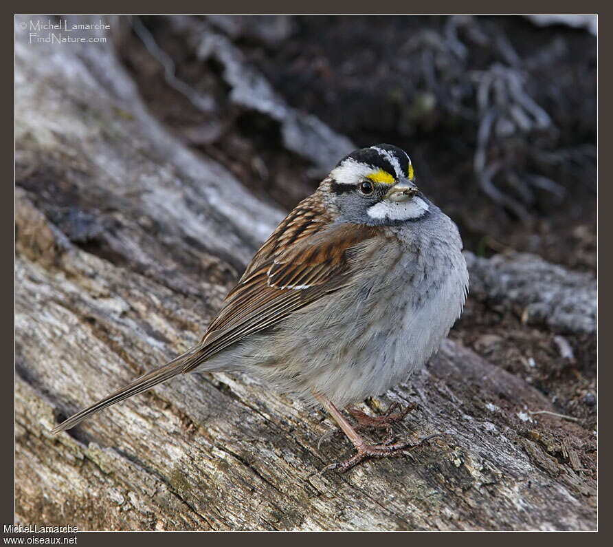 White-throated Sparrowadult, pigmentation