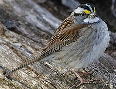 White-throated Sparrow