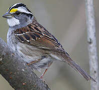 White-throated Sparrow