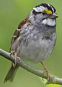 White-throated Sparrow