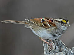 White-throated Sparrow