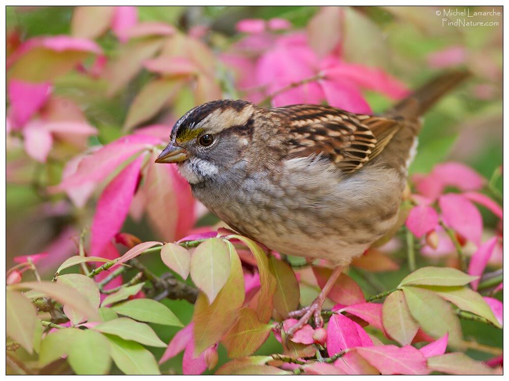 White-throated Sparrow