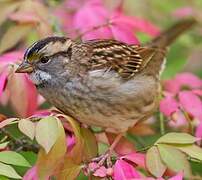 White-throated Sparrow