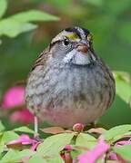 White-throated Sparrow