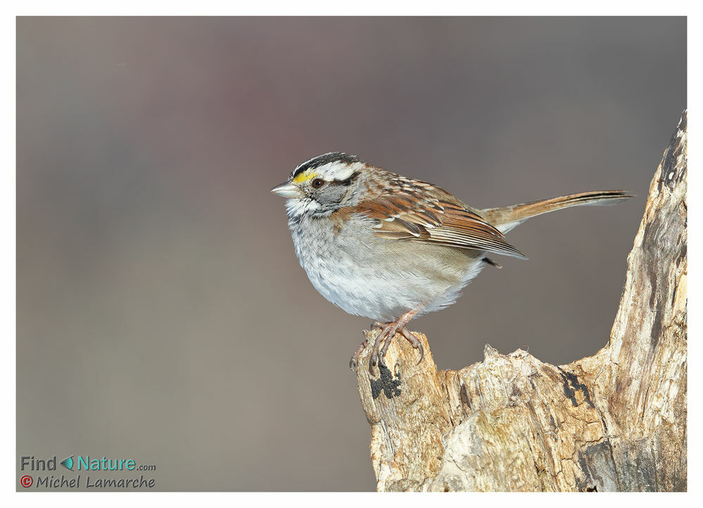 White-throated Sparrowadult