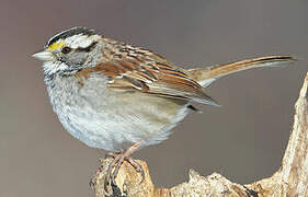 White-throated Sparrow