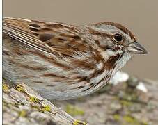 Song Sparrow