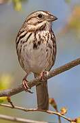 Song Sparrow