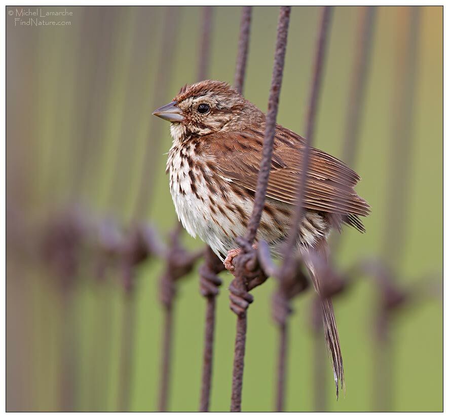 Song Sparrow