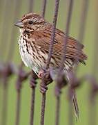 Song Sparrow