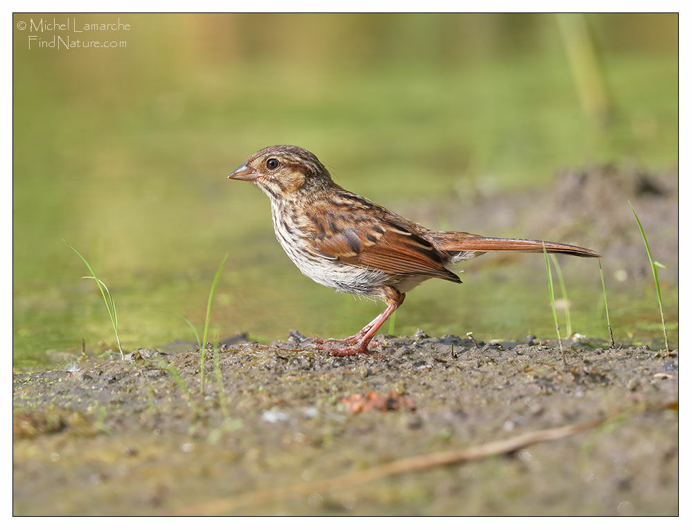 Song Sparrow