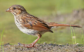 Song Sparrow