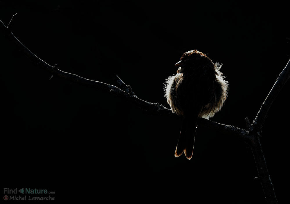 Song Sparrow