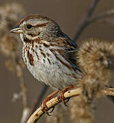 Song Sparrow