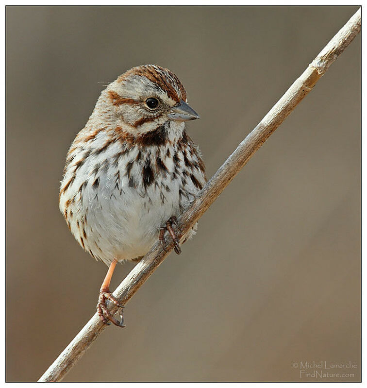 Song Sparrow