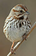 Song Sparrow