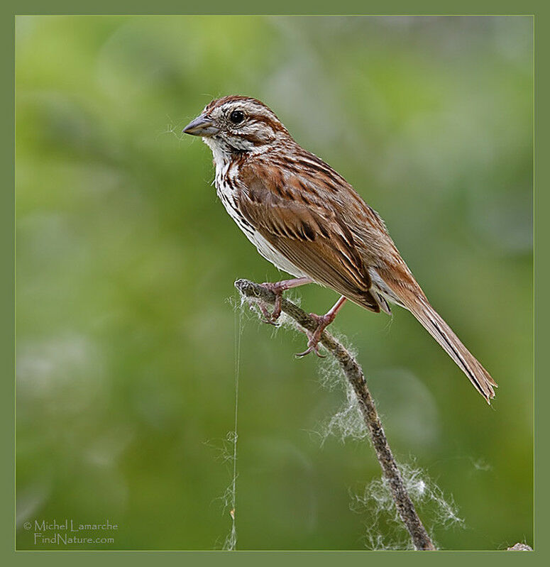 Song Sparrow