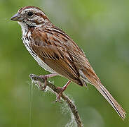 Song Sparrow