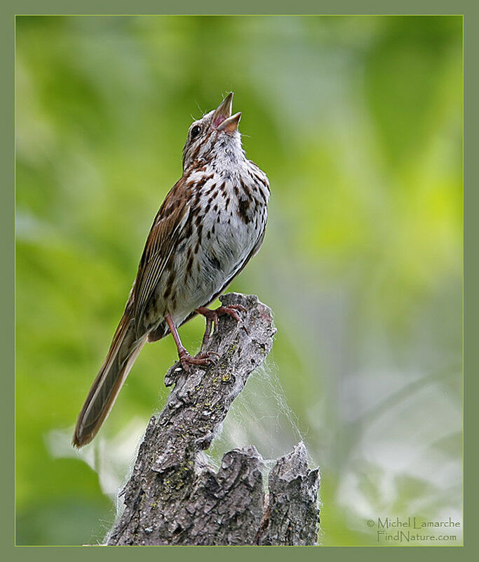 Song Sparrow