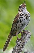 Song Sparrow