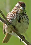 Song Sparrow