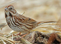 Song Sparrow