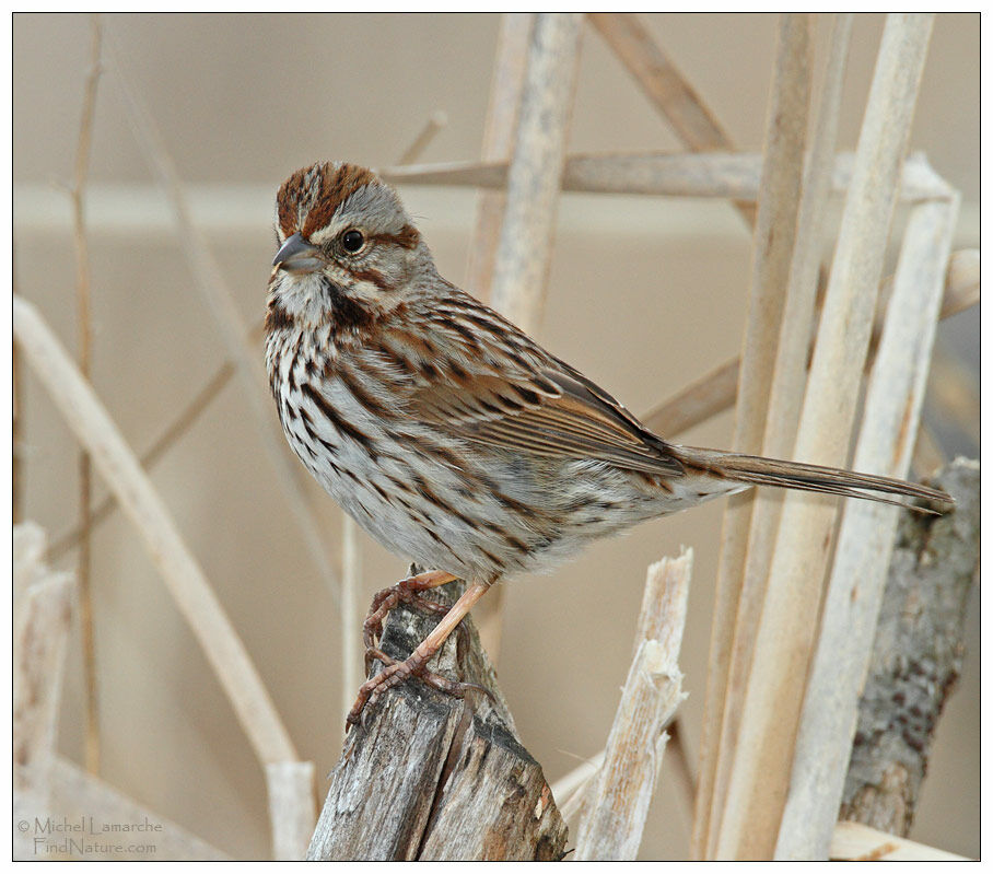 Song Sparrow