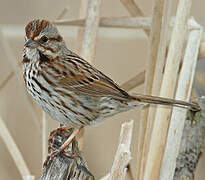 Song Sparrow