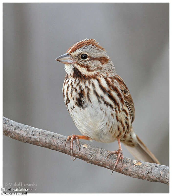 Bruant chanteuradulte, portrait